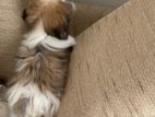 Shih Tzu Puppy