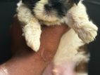 Shih Tzu Puppy