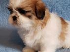 Shih Tzu Puppy