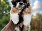 Shitzu Puppy