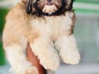 Shitzu puppy For sale