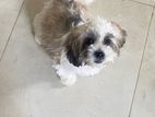shitzu puppy