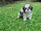 Shihtzu Puppy