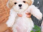Shih Tzu Puppy