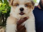 Shitzu Puppy