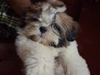 Shih Tzu Puppy