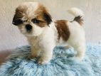 Shih Tzu Puppies