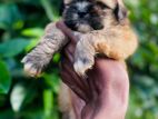 Shih Tzu Puppy