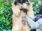 Shih Tzu Puppy