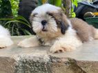 Shih Tzu Puppy
