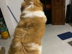 Shitzu puppy