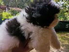 Shitzu Puppy.