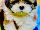 Shih Tzu Puppy