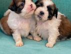 Shih Tzu Puppies