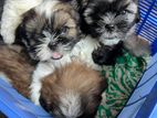 Shihtzu Puppies