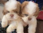 Shitzu Puppy