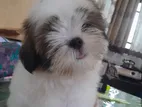 Shitzu Puppy