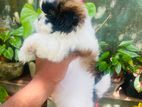 Shitzu Puppy