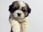 Shih Tzu Puppy