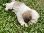 Shih Tzu Puppy