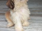 Shih Tzu Puppy