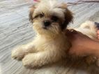 Shitzu Puppy
