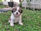 Shih Tzu Puppy