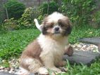 Shih Tzu Puppy
