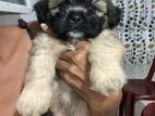 Shih Tzu Puppy