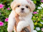 Shih Tzu Puppy