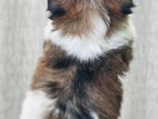 shitzu puppy