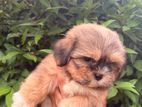 Shitzu Puppy