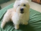 Shitzu Puppy