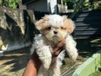 Shitzu Puppy