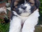 Shih Tzu Puppy