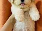 shitzu puppy