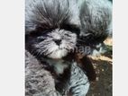 Shih Tzu Puppy