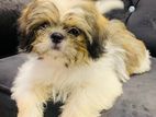 Shitzu Puppy