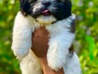 Shih Tzu Puppies