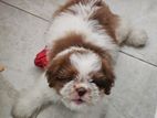 Shitzu Puppy