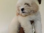 Shitzu puppy