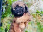 Shitzu Puppy