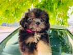 Shitzu Puppy