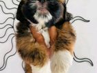 Shitzu Puppy