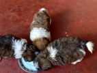 Shih Tzu Puppy