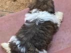 Shihtzu Puppy
