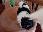 Shih Tzu Puppies