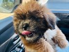 Shitzu Puppy