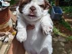 Shih Tzu Puppy