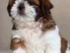 shitzu puppy
